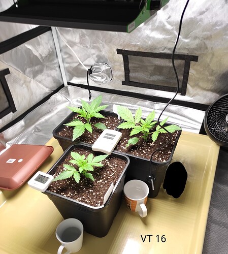 Growreport Bild 26