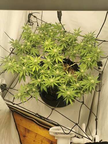 Growreport Bild 2