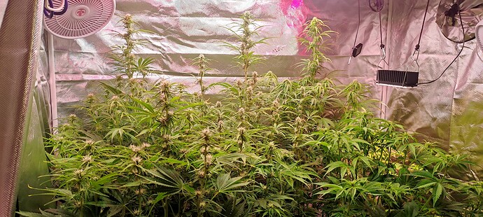Growreport Bild 7