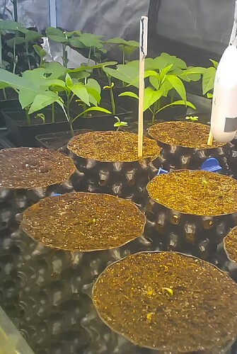 Growreport Bild 44