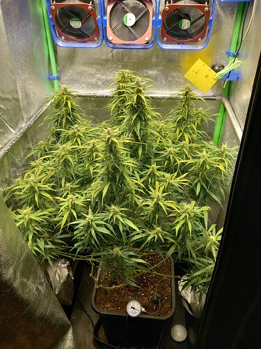 Growreport Bild 1