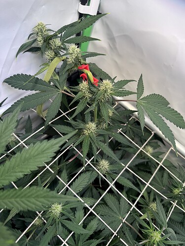 Growreport Bild 7