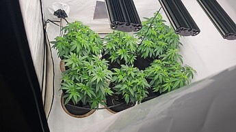 Growreport Bild 5