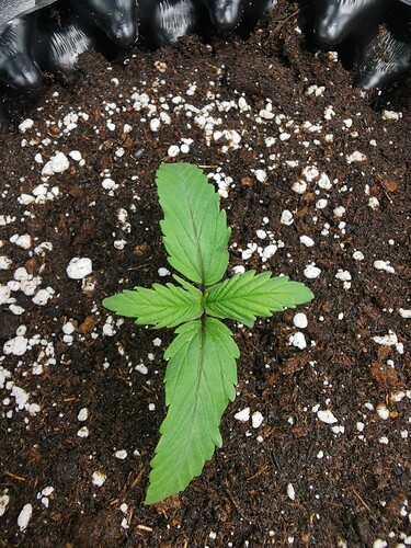 Growreport Bild 3