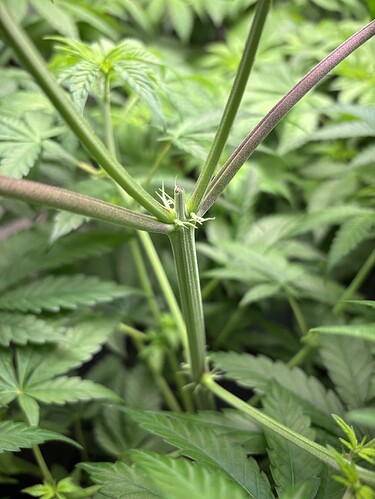 Growreport Bild 3