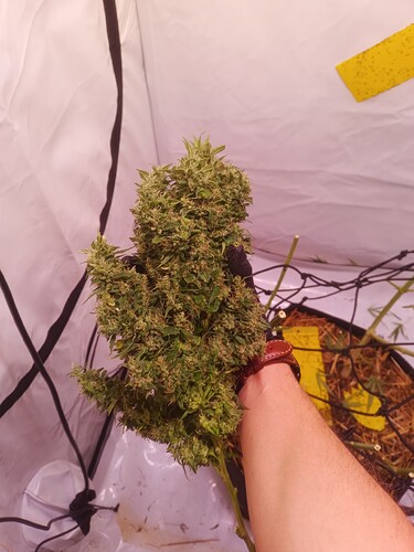 Growreport Bild 16