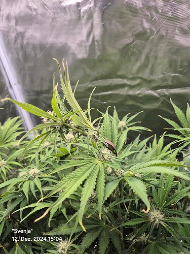 Growreport Bild 8