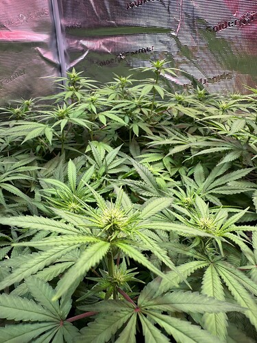 Growreport Bild 29