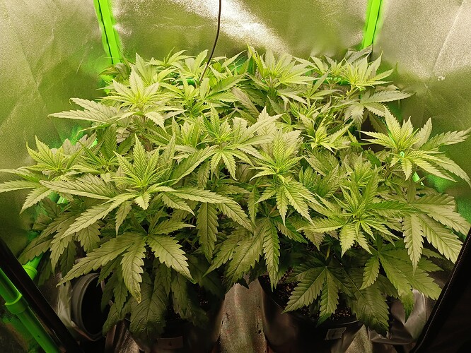 Growreport Bild 25