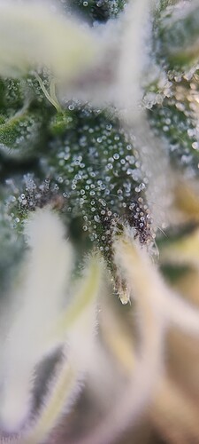 Growreport Bild 19