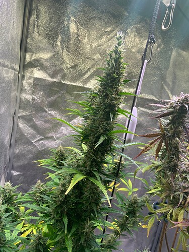 Growreport Bild 1