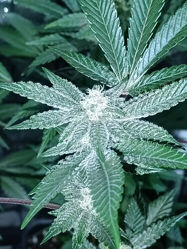 Growreport Bild 6