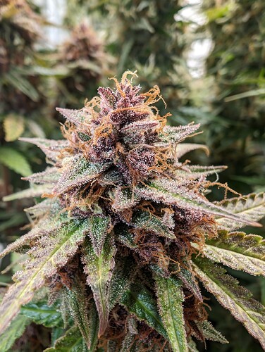 Growreport Bild 9
