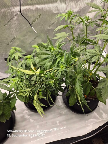 Growreport Bild 27