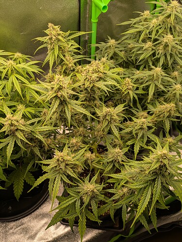 Growreport Bild 11
