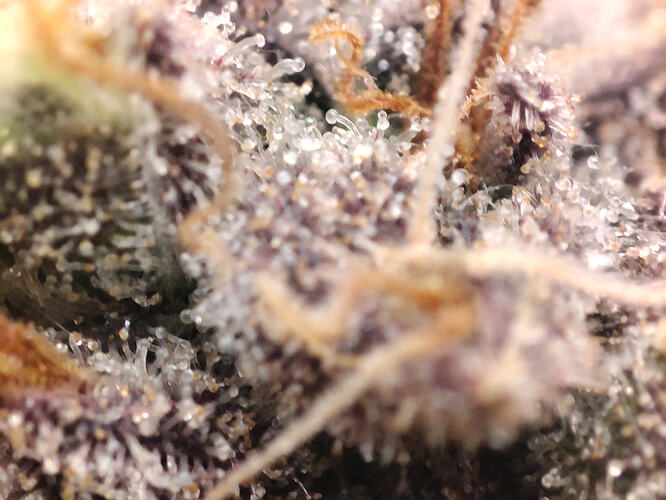 Growreport Bild 19
