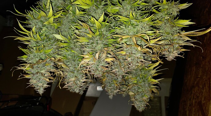 Growreport Bild 98