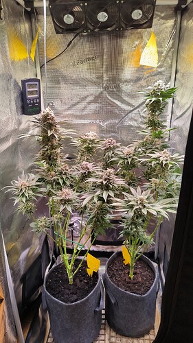 Growreport Bild 25