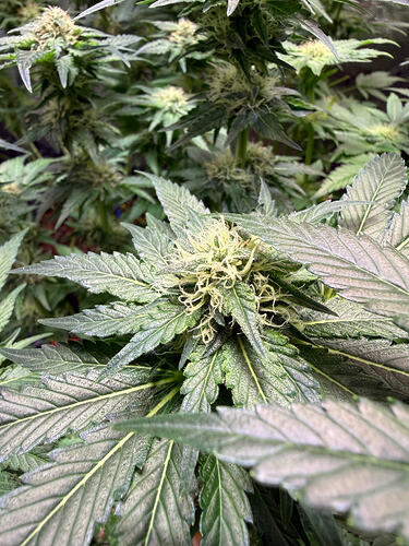 Growreport Bild 35