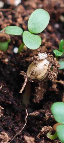 Growreport Bild 24