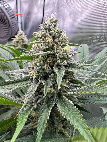 Growreport Bild 39