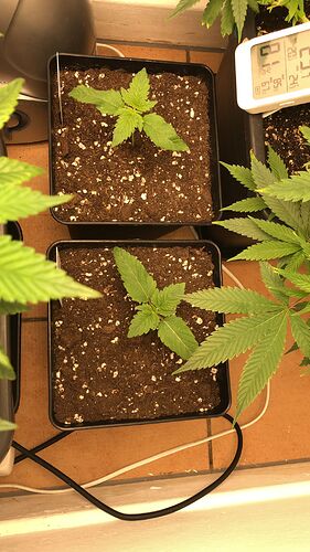 Growreport Bild 12