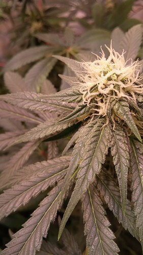 Growreport Bild 4