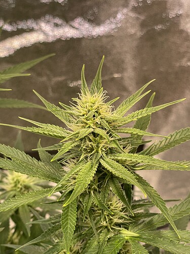 Growreport Bild 8