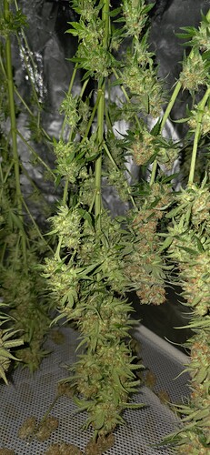Growreport Bild 33
