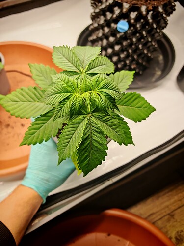 Growreport Bild 1