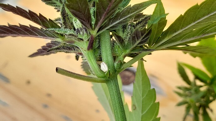 Growreport Bild 2