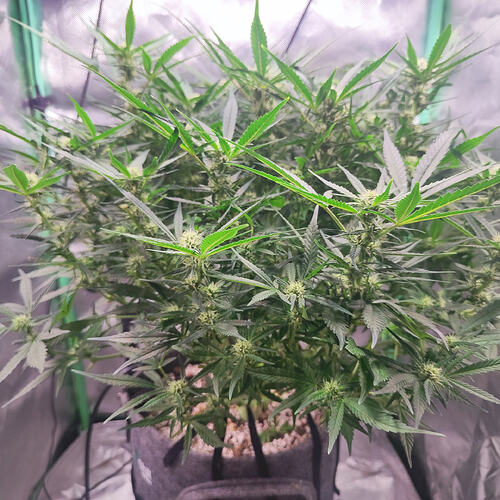 Growreport Bild 2