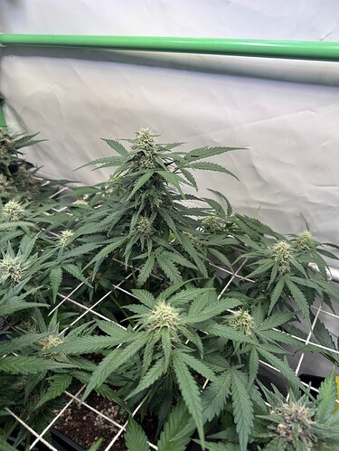 Growreport Bild 48