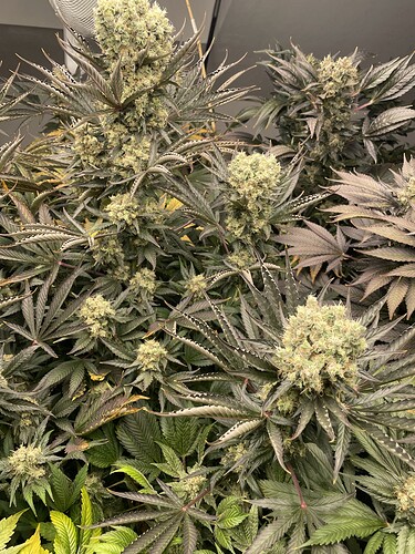 Growreport Bild 2
