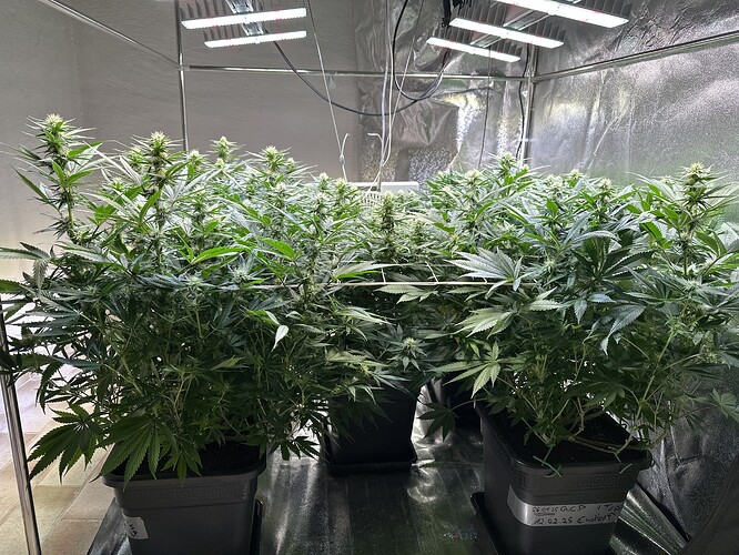 Growreport Bild 27