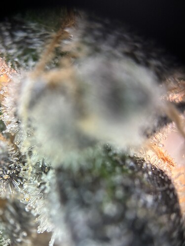 Growreport Bild 11