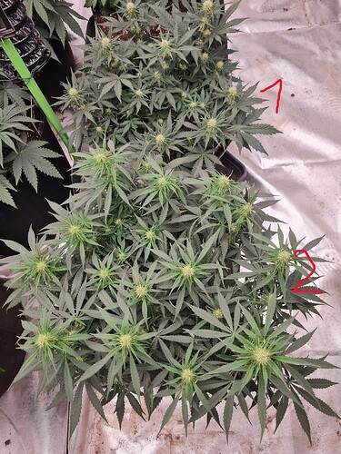 Growreport Bild 1