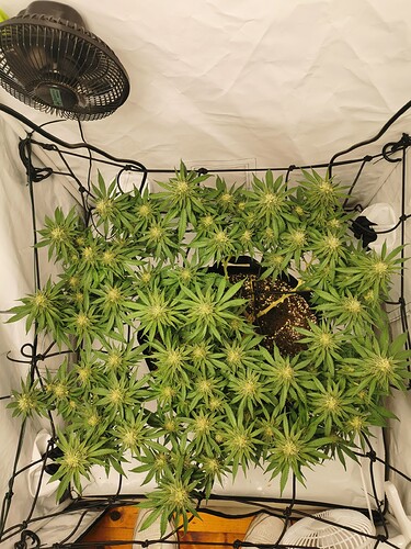 Growreport Bild 6