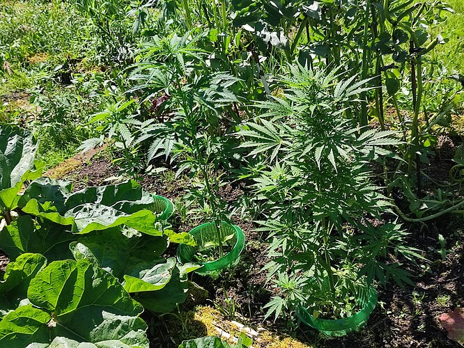 Growreport Bild 29