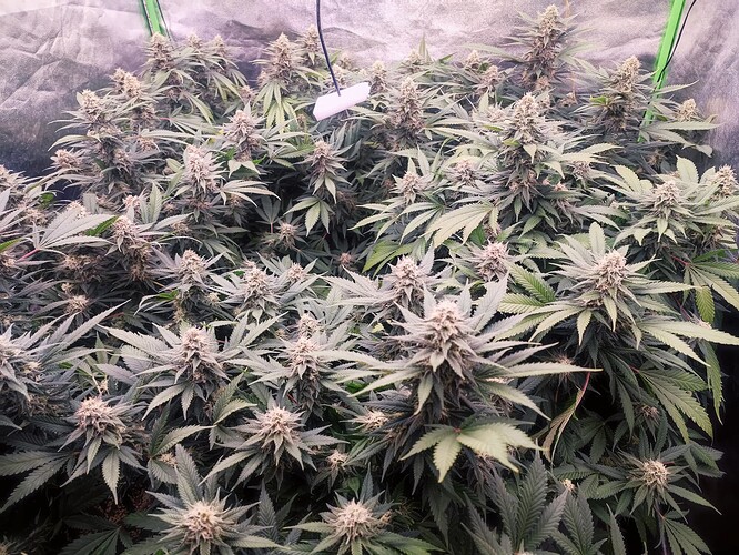 Growreport Bild 44