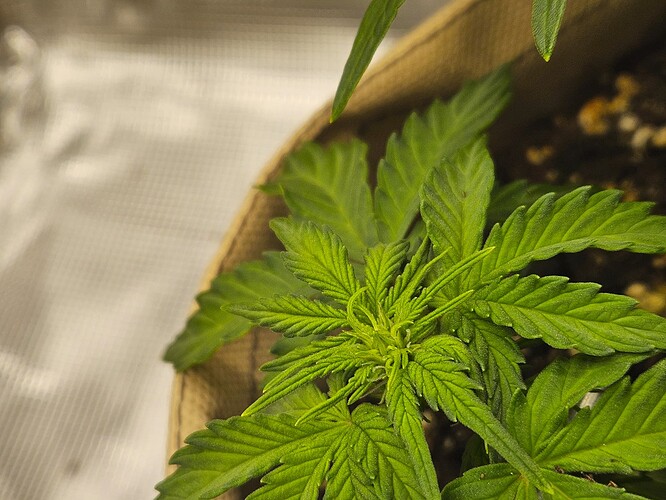 Growreport Bild 42