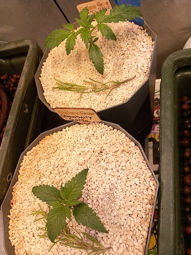Growreport Bild 13