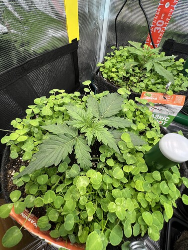 Growreport Bild 2