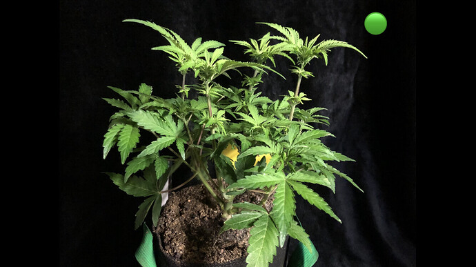 Growreport Bild 8