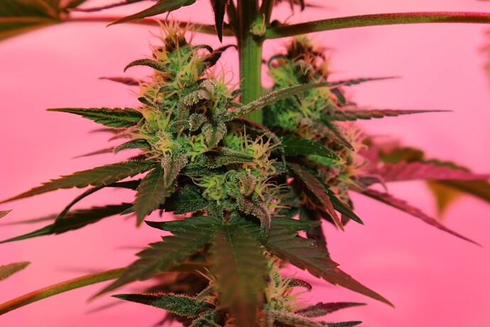 Growreport Bild 13