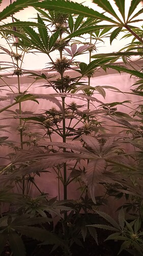 Growreport Bild 4