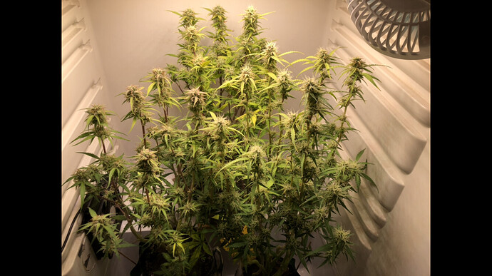Growreport Bild 14