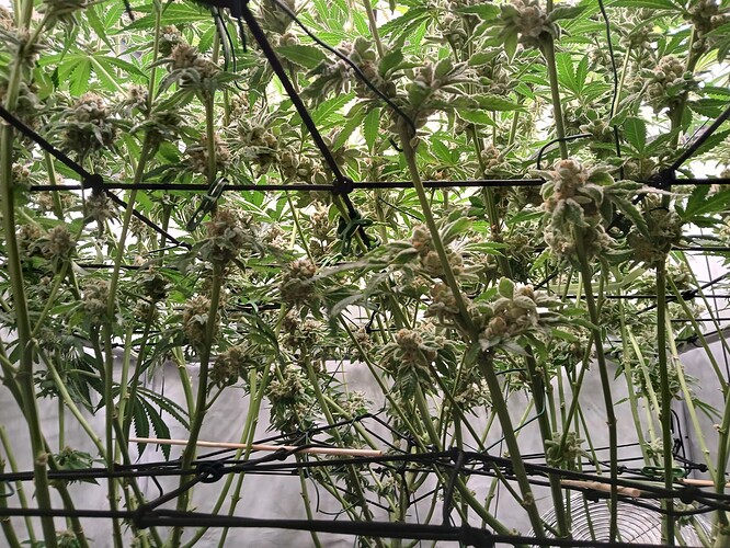 Growreport Bild 12
