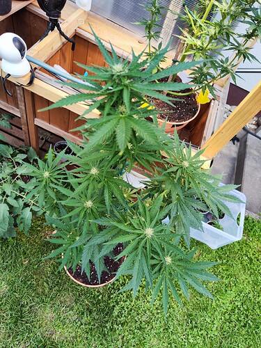Growreport Bild 1