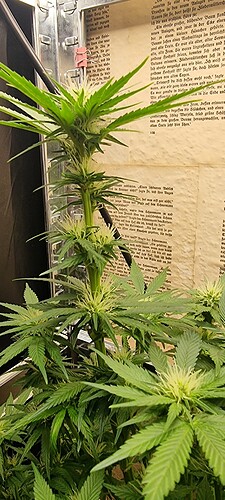 Growreport Bild 4